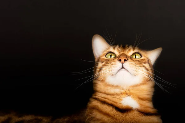 Gato Doméstico Engraçado Bengala Fundo Preto Espaço Cópia — Fotografia de Stock