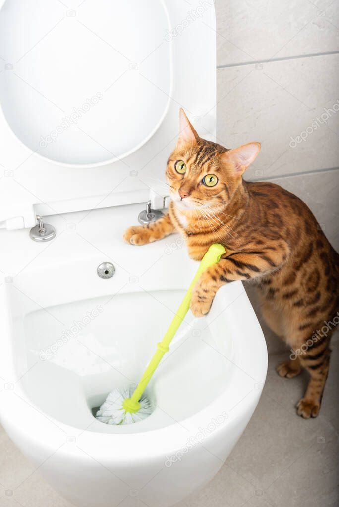 Funny Bengal cat cleans the toilet with a brush. vertical shot
