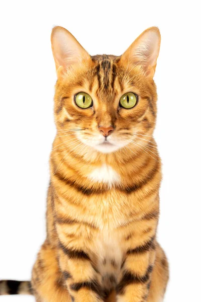 Portrait Sur Fond Blanc Chat Bengale Avec Regard Plan Vertical — Photo