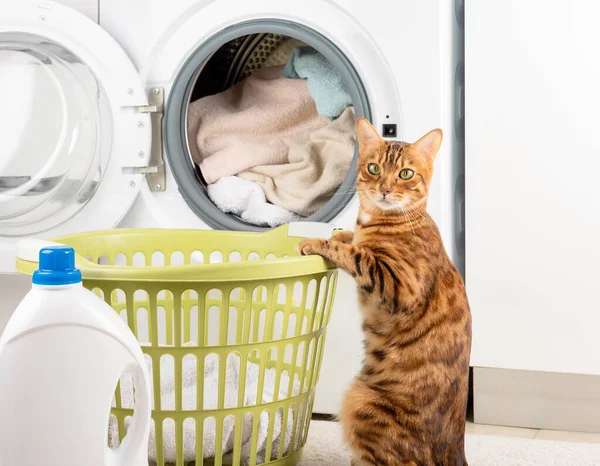 Funny cat washing dirty linen in a modern washing machine.
