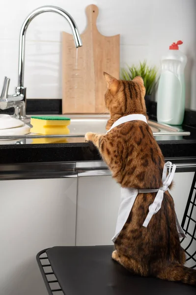Charming Bengal Cat Washes Dishes Home Kitchen Pet Happy Help — Stock Photo, Image