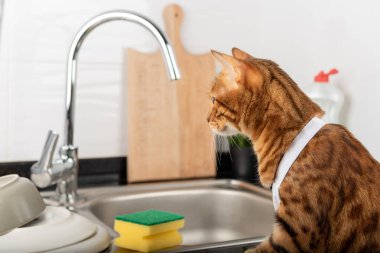 Bengal kedisi lavabonun yanında, sünger ve bulaşık yıkıyor. Yan görünüm.