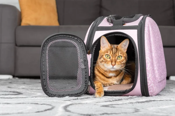 Gato Rojo Bengala Una Bolsa Portátil Rosa Fondo Habitación — Foto de Stock