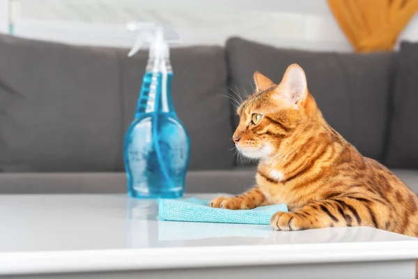 Bengal Cat Cleans Living Room Pet Wipes Table Blue Rag — Stock Photo, Image