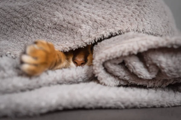Egy Alvó Vörös Macska Orra Mancsa Áll Takaró Alól — Stock Fotó