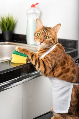 Komik evcil kedi pençesiyle sünger tutuyor ve bulaşıkları yıkayacak. Dikey çekim.