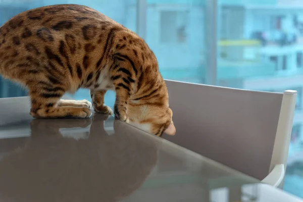 Οικιακή Γάτα Κοιτάζει Κάτω Από Τραπέζι Περιέργεια — Φωτογραφία Αρχείου