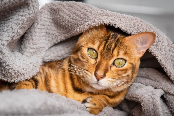 Egy Felmelegedő Bengáli Macska Szája Kukucskál Egy Kényelmes Takaró Alól — Stock Fotó