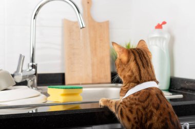 Bengal kedisi mutfaktaki lavaboda bulaşıkları yıkar. Ev işleri..