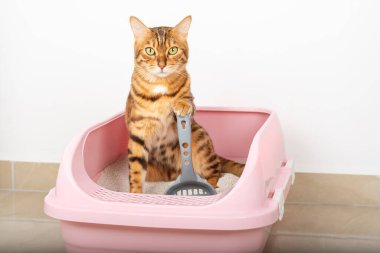 Sevimli kırmızı bir kedi pembe bir tepside oturur ve pençesiyle bir kepçe tutar..