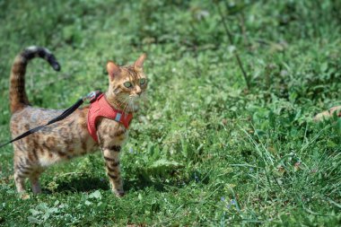 Bengal kedisi yeşil çimenlerin üzerinde kırmızı bir kemer takıyor.