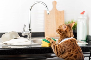 Kedi mutfakta bulaşıkları yıkamak için sahibine yardım eder. Gerçek bir iç mekanda günlük yaşam tarzı.