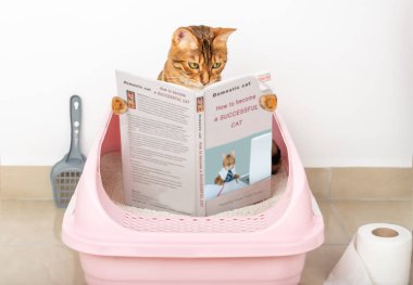 Kedi kedi kedi kumluğu üzerinde otururken başarılı kediler hakkında bir kitap okuyor..