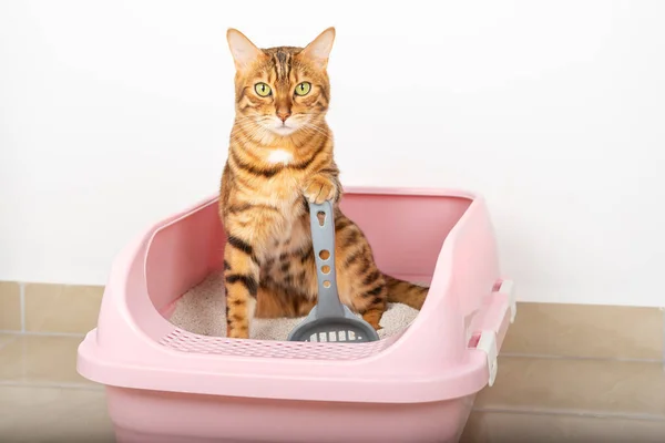 Sevimli kırmızı bir kedi pembe bir tepside oturur ve pençesiyle bir kepçe tutar..