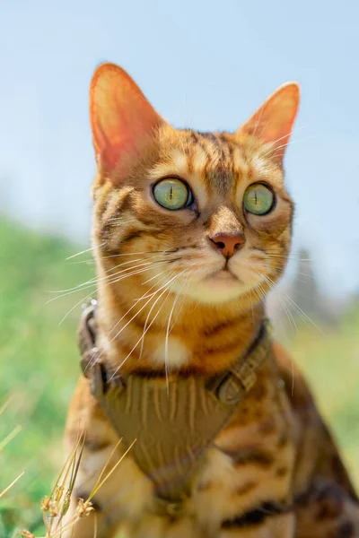 Porträt Einer Bengalischen Katze Gegen Den Himmel Und Grünes Gras — Stockfoto