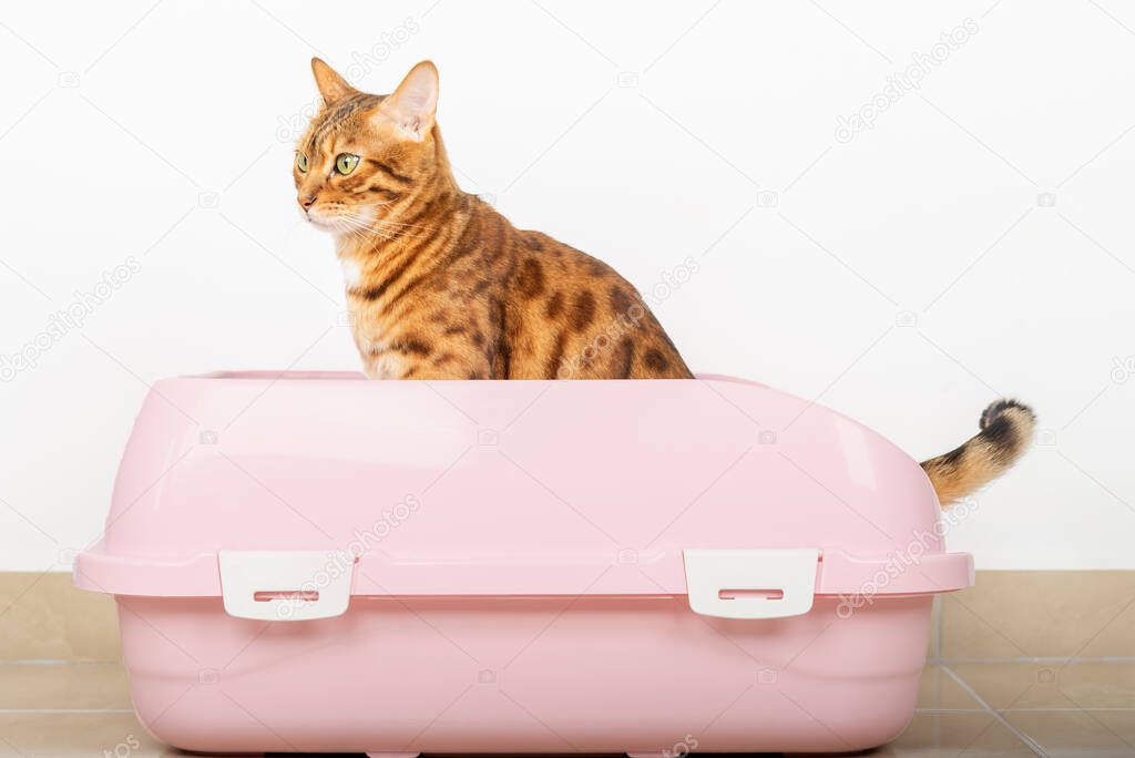 Bengal cat urinates in a pink litter box. Side view.