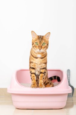 Bengal cat sits in a tray in the living room. Vertical shot.