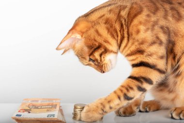 Yurtiçi kırmızı kedi avro parasıyla oynuyor. Yan görünüm.