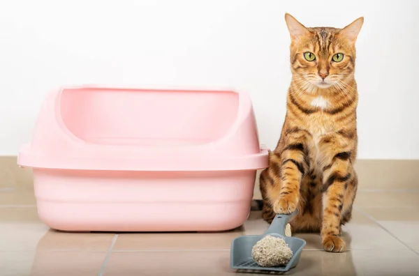 Bengal cat cleans the cat\'s litter box at home with a dustpan.