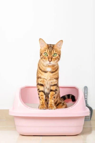 Bengal cat sits in a tray in the living room. Vertical shot.