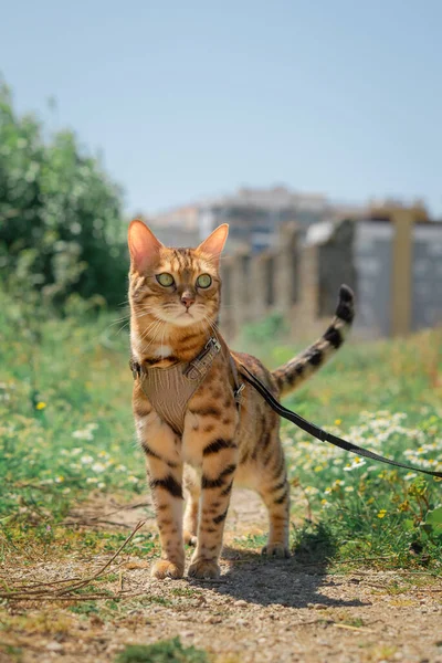Huslig Bengalisk Katt Koppel Promenad — Stockfoto