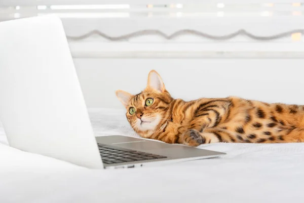 Beautiful Bengal Cat Lies Next Laptop Bed — стоковое фото