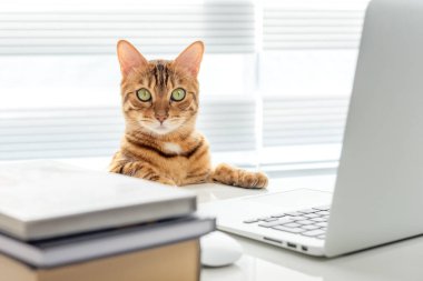 Ofis masasında dizüstü bilgisayarı ve kitapları olan akıllı Bengal kedisi. Kameraya bakıyorum.