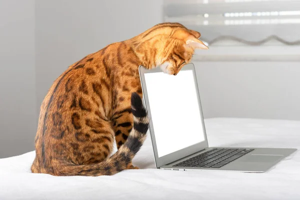 Portátil Con Lugar Para Insertar Gato Bengala Mirando Hacia Abajo — Foto de Stock