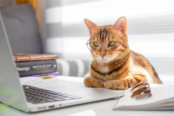 Bengal cat in glasses works at a table on a computer indoors