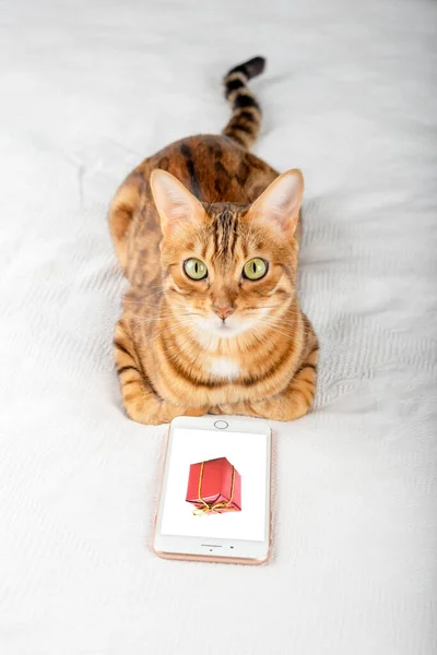 A cat looking at a phone screen with a gift. Holiday shopping online