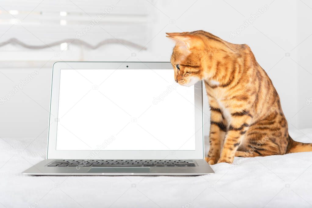 Ginger cat and laptop on blurred room background, work from home concept