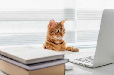 Komik kırmızı kedi odasında dizüstü bilgisayarın arkasında bir proje üzerinde çalışıyor..