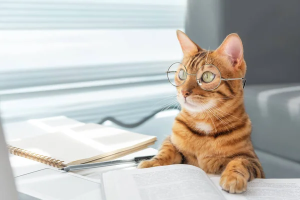 Funny bengal cat in glasses at a table with books