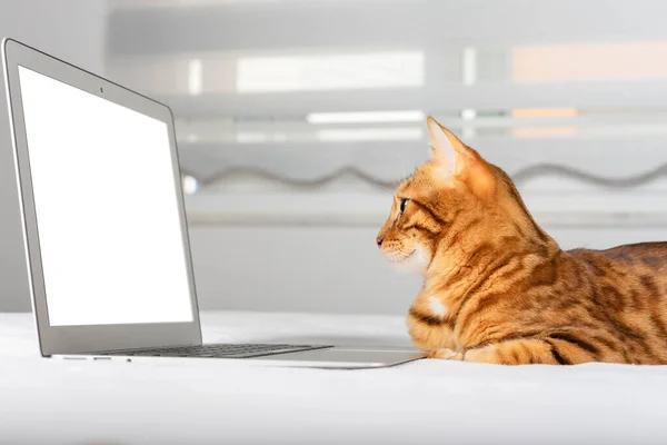 Bengal Cat Looks Laptop Blurred Background Room Copy Space —  Fotos de Stock