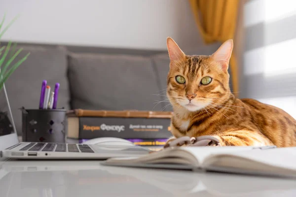 Charming bengal cat at a desktop with books and a laptop. Home Office