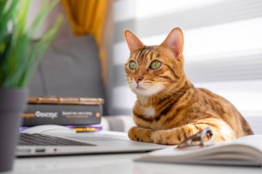 Evde ders ver. Komik kırmızı kedi dizüstü bilgisayar ve kitapların yanında bir masada oturuyor..