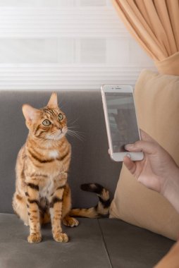 Sahibi, kırmızı evcil hayvanının resmini çekiyor. Telefondaki bir kedi..