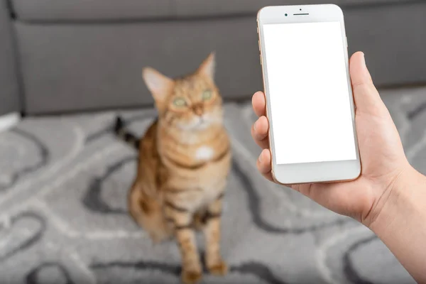 Phone with a blank mockup in hand against the background of a blurred room with a ginger cat.