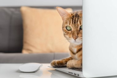 Evcil bir kedi dizüstü bilgisayarın arkasından dışarı bakıyor. Seçici odak.