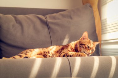 Bengal kedisi kanepede patisini yalıyor. Tonlama.