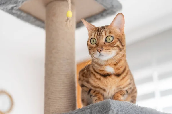 Bengal Γάτα Και Έπιπλα Για Γάτες Ξύσιμο Μετά Στο Σαλόνι — Φωτογραφία Αρχείου