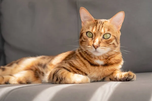 Goldene Bengalkatze Liegt Auf Einem Grauen Sofa Nahaufnahme — Stockfoto