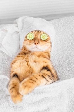 Kaplıcada gözlerinin önünde salatalıklı Bengal kedisi. Dikey çekim.
