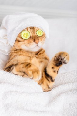 Kaplıcada gözlerinin önünde salatalıklı Bengal kedisi. Dikey çekim.
