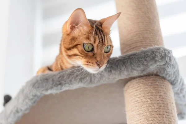 Bengal cat and furniture for cats - scratching post, in the living room.