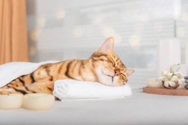 Şirin ev kedisi spa 'da tedavi olmayı seviyor. Vücut yenileme. Spa tedavisi kavramı
