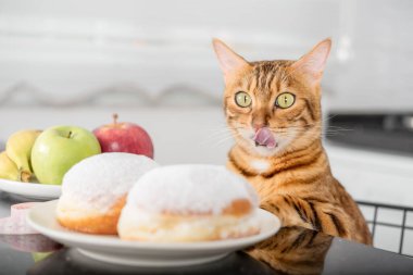 Kedi donutlara bakarken dudaklarını yalıyor. Sağlıksız ve sağlıklı yemek arasında seçim yapmak..