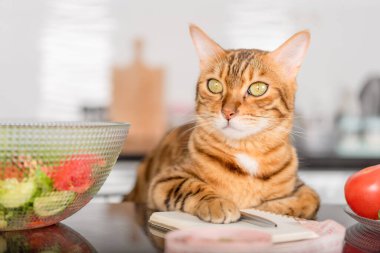 Bengal cat close-up with a notepad, vegetables and a centimeter tape. Selective focus.