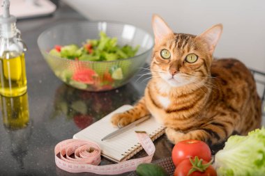 Top view of a cat making a healthy eating plan. Slimming.