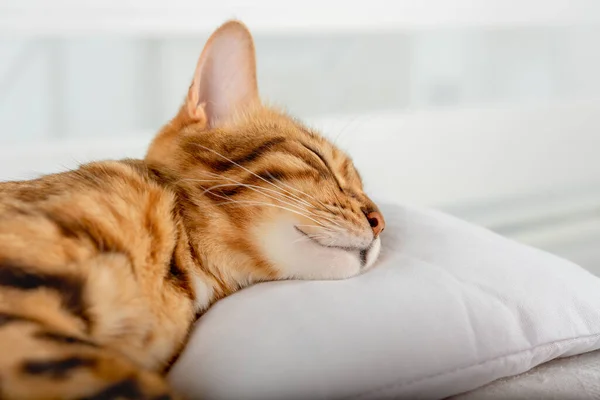 Крупный План Милой Спящей Домашней Кошки Белой Подушке — стоковое фото